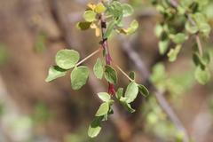 Commiphora tenuipetiolata