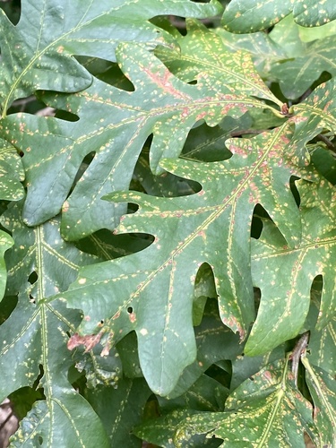 Phylloxera querceti