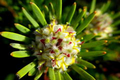 Leucadendron dregei
