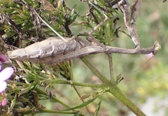 Stagmomantis carolina