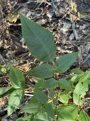 Juglans cinerea