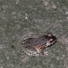 Leptodactylus myersi