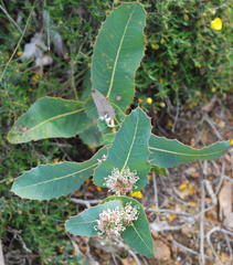Hakea amplexicaulis