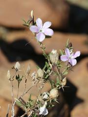 Barleria lanceolata