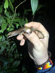 Gelanesaurus flavogularis