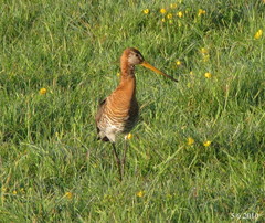 Limosa limosa