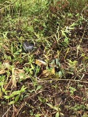 Stenocercus angulifer