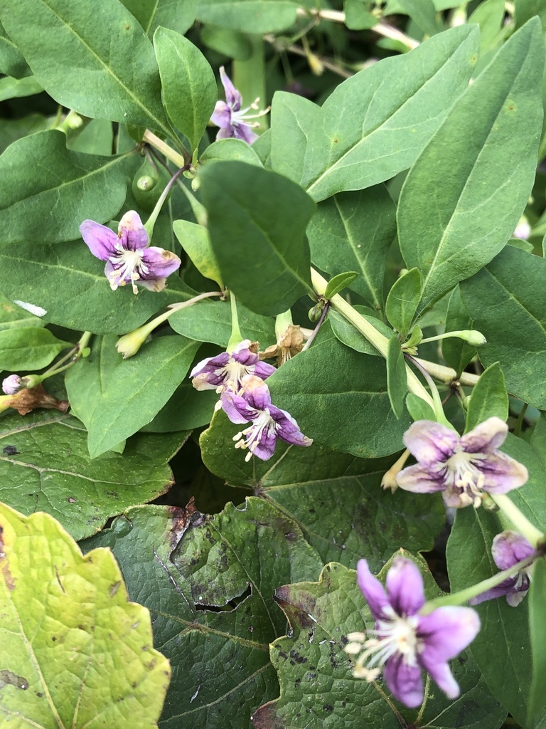 宁夏枸杞 (新疆植物) · iNaturalist