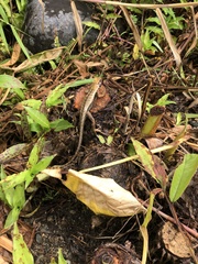 Stenocercus angulifer