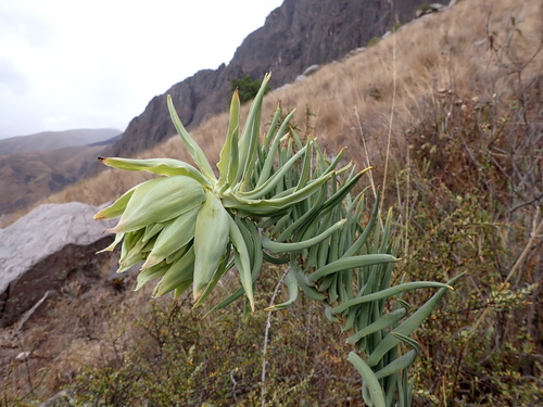 Bomarea involucrosa (Bomarea involucrosa)
