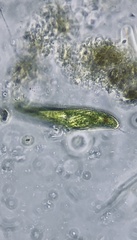 Lepocinclis fusca