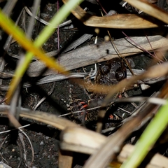 Leptodactylus myersi