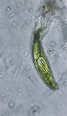Lepocinclis fusca
