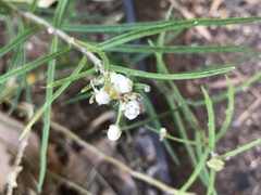 Asclepias angustifolia