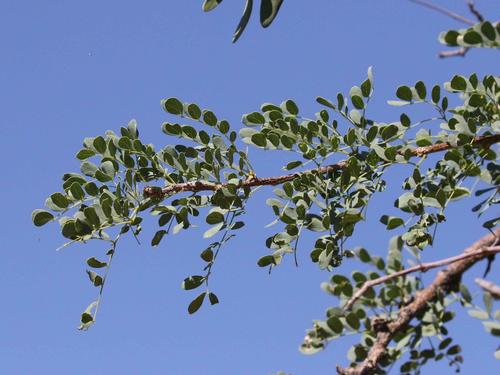 Albizia anthelmintica image