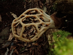 Clathrus chrysomycelinus