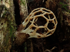 Clathrus chrysomycelinus