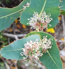 Hakea amplexicaulis