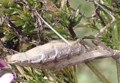 Stagmomantis carolina