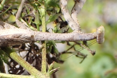 Stagmomantis carolina