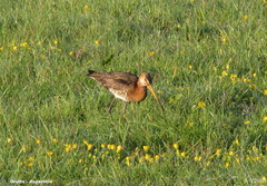 Limosa limosa