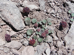 Pozoa coriacea