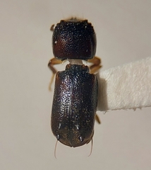 Xyloblaptus quadrispinosus