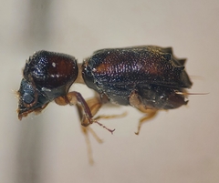Xyloblaptus quadrispinosus