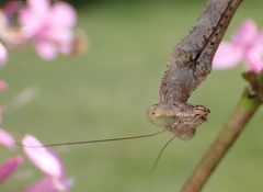 Stagmomantis carolina