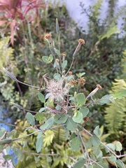 Porophyllum ruderale