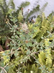 Porophyllum ruderale