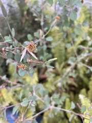 Porophyllum ruderale
