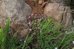 Delosperma carolinense