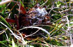 Protea montana
