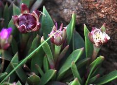 Delosperma carolinense