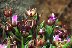 Delosperma carolinense