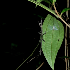 Pterinoxylus eucnemis