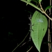 Pterinoxylus eucnemis - Photo (c) Guillaume Delaitre, μερικά δικαιώματα διατηρούνται (CC BY), uploaded by Guillaume Delaitre