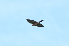 Accipiter cooperii