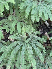 Adiantum pedatum