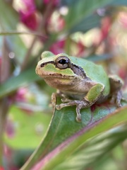 Hyla japonica