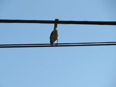 Mimus polyglottos image