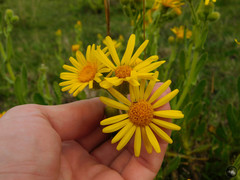 Senecio heterotrichius