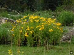 Senecio heterotrichius