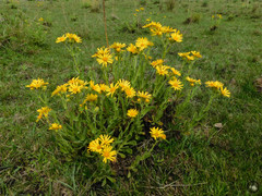 Senecio heterotrichius