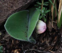 Haemanthus humilis hirsutus