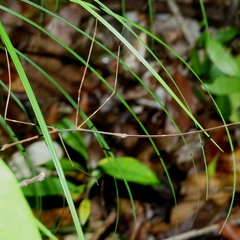 Phanocloidea muricata