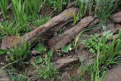 Haemanthus humilis hirsutus