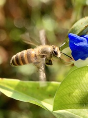 Apis cerana japonica