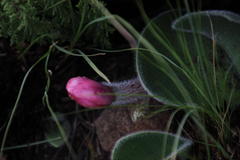 Haemanthus humilis hirsutus